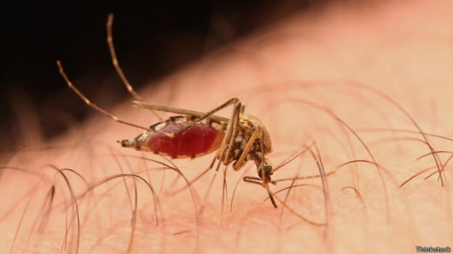 Medidas preventivas para o controle de mosquitos