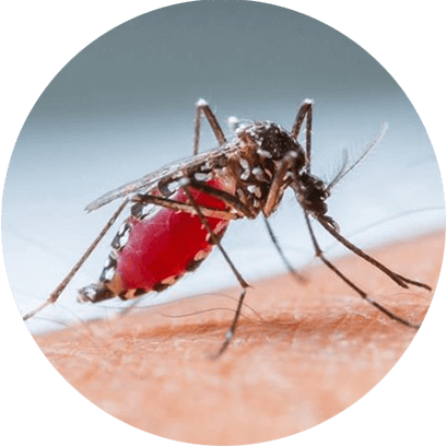 Controle de Mosquitos em BH - Minas Gerais