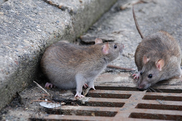 Desratização – O Controle de Ratos é Essencial - Dedetizadora em Minas Gerais