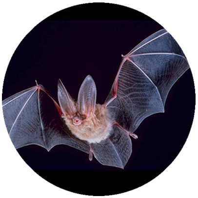 Manejo de Morcegos em Minas Gerais