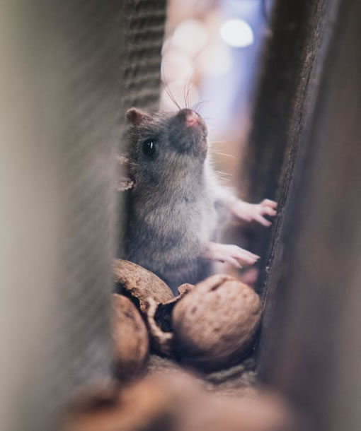 Preço da Dedetização de ratos - Desratização