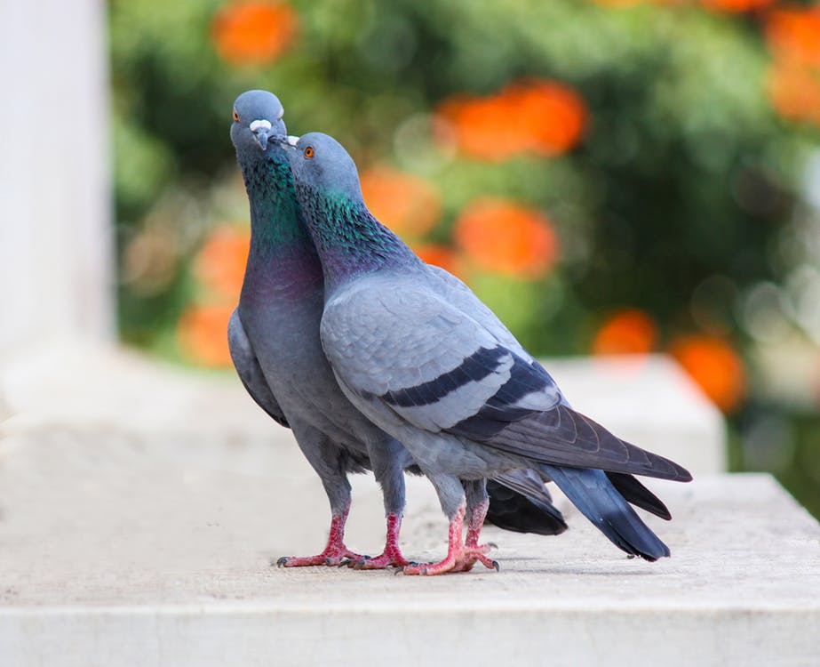 Pombo transmite doença: conheça os riscos - Blog da Cobasi