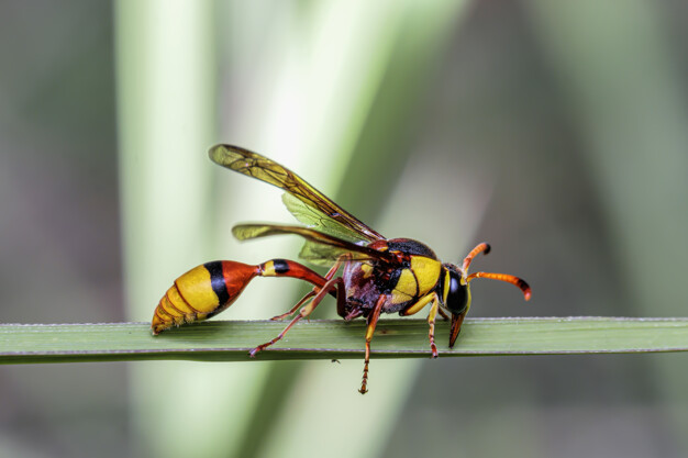 Abelhas, vespas e marimbondos | Belo Horizonte
