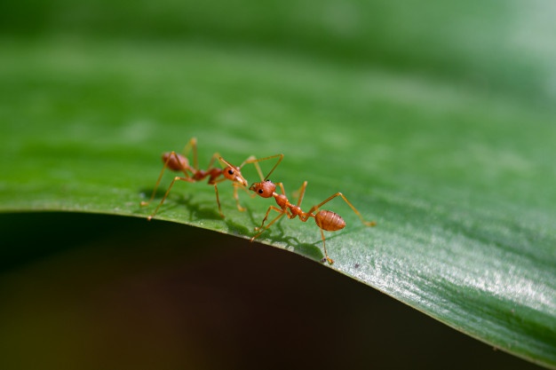 Formigas - Dedetização e Controle de Formigas