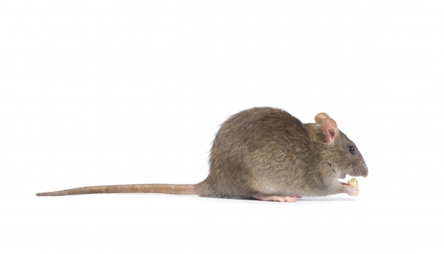 Ratos - Controle de Ratos e Dedetização de Ratos em Belo Horizonte