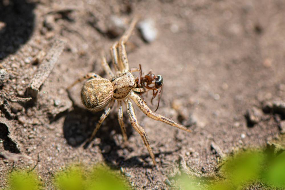 Controle de Aranhas: como intervir em uma infestação?