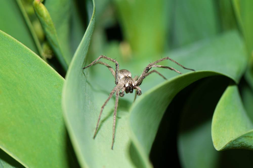 Controle de Aranhas: cuidado com a incidência dessas pragas na sua área