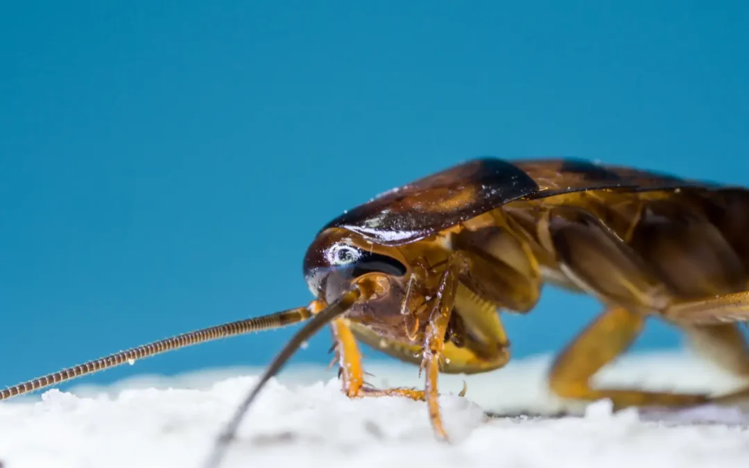 Infestação de baratas francesinhas: conheça os perigos