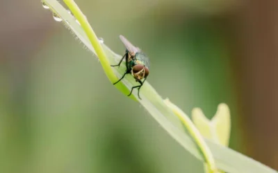 Dedetizadora Expell: Elimine a Infestação de Mosca no Quintal