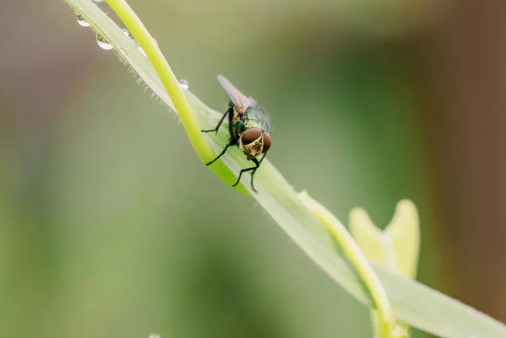 Dedetizadora Expell: Elimine a Infestação de Mosca no Quintal