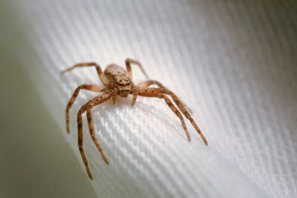 Infestação de Aranhas em Terrenos: Conheça o Perigo