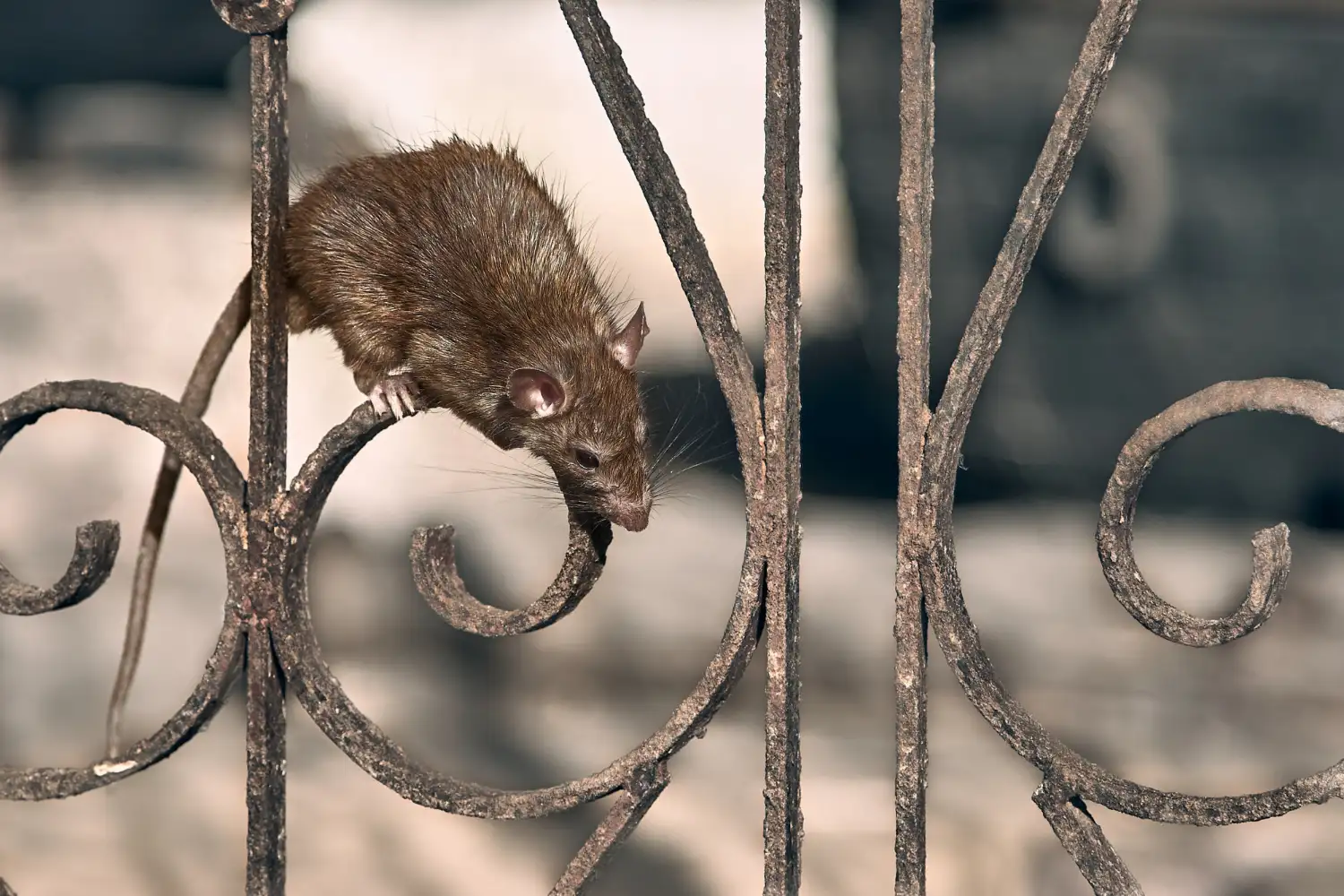 Ratos - Dedetização e Desratização