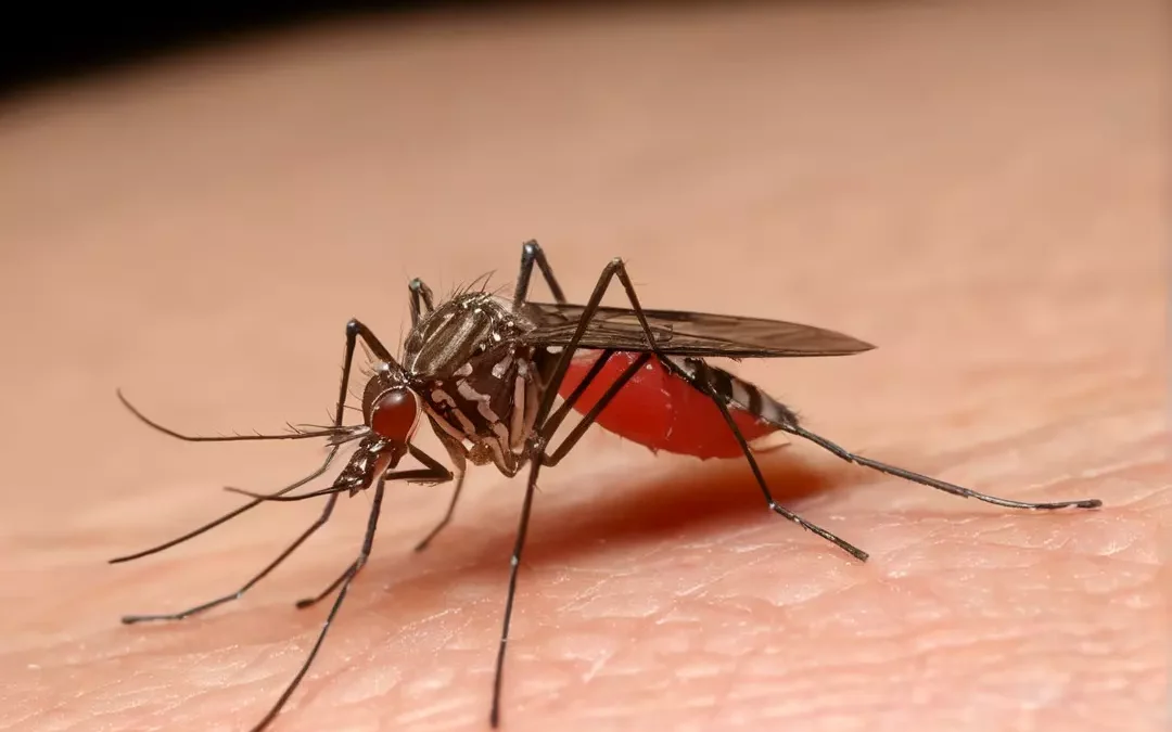 Dedetização Contra o Mosquito da Dengue: Solução Eficaz para Ambientes Seguros